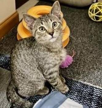 Rescue Domestic Short Hair Cats for Adoption in Farmington, Minnesota - Randy | PetCurious