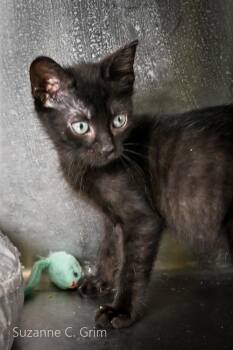 Rooney -  Domestic Short Hair Cat for Adoption in Elmwood, Louisiana - Rooney | PetCurious