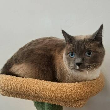 Simon -  Siamese Cat for Adoption in Roosevelt, Utah - Simon | PetCurious