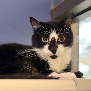 Tippie -  Domestic Short Hair Cat for Adoption in Dekalb, Illinois - Tippie | PetCurious