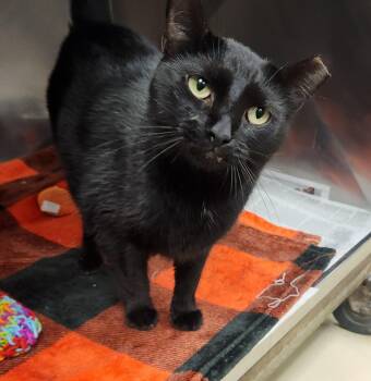 Skinny Mini -  Domestic Short Hair Cat for Adoption in Clayton, New Jersey - Skinny Mini | PetCurious