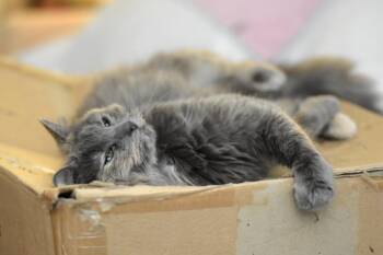 Misty -  Domestic Long Hair Cat for Adoption in Chicago, Illinois - Misty | PetCurious