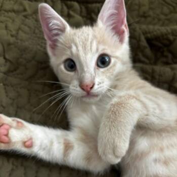 Jack -  Domestic Short Hair Cat for Adoption in NEW PT RICHEY, Florida - Jack | PetCurious