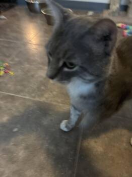Pal/Soldier -  Domestic Short Hair Cat for Adoption in Glendale, Arizona - Pal/Soldier | PetCurious
