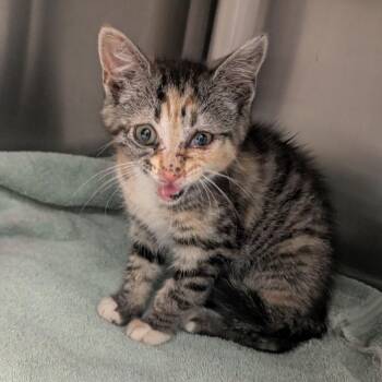 Pinot Noir -  Domestic Short Hair Cat for Adoption in Lynchburg, Virginia - Pinot Noir | PetCurious