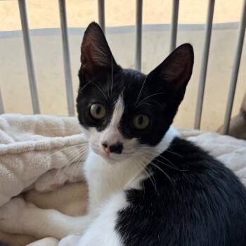 Hawk -  Domestic Short Hair Cat for Adoption in Goleta, California - Hawk | PetCurious