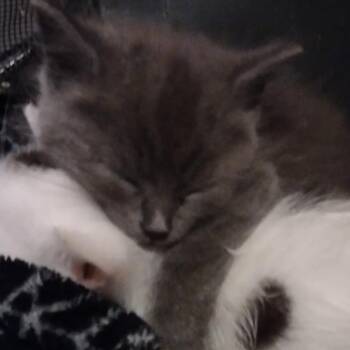 Rescue Domestic Short Hair Cats for Adoption in Winchester, Virginia - Luna | PetCurious