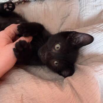 Taco 4 -  Domestic Short Hair Cat for Adoption - Taco 4 | PetCurious