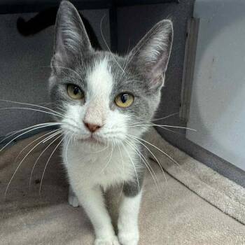 Rescue Domestic Short Hair Cats for Adoption in Waterloo, Iowa - Oli | PetCurious