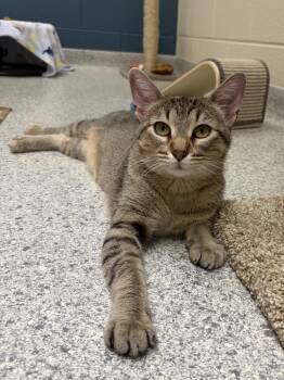 Chirp -  Domestic Short Hair Cat for Adoption in Valparaiso, Indiana - Chirp | PetCurious