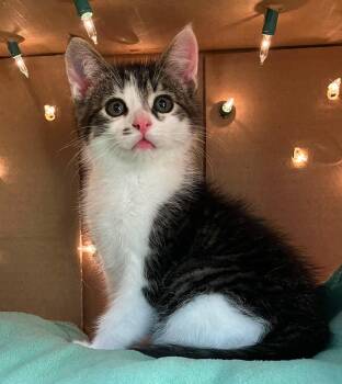 Domestic Long Hair Cats Available for Adoption in Muskego, Wisconsin - Archie - Playful Kitten Fun | PetCurious