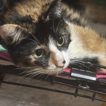 Domestic Short Hair Cats Available for Adoption in Ben Avon, Pennsylvania - ISABELLE  | PetCurious