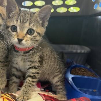 Annie -  Domestic Short Hair Cat for Adoption in Montgomery, Alabama - Annie | PetCurious