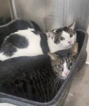 Rescue Domestic Short Hair Cats for Adoption in Henderson, Nevada - THEODORE | PetCurious