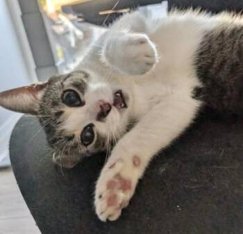 Tabby and Domestic Short Hair Cats Available for Adoption in Vaughan, Ontario - Anissa | PetCurious