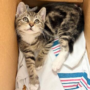 Domestic Short Hair Cats Available for Adoption in Philadelphia, Pennsylvania - Flip Flop | PetCurious