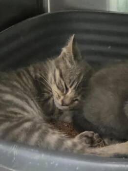Toboggan -  Domestic Short Hair Cat for Adoption in Athens, Tennessee - Toboggan | PetCurious