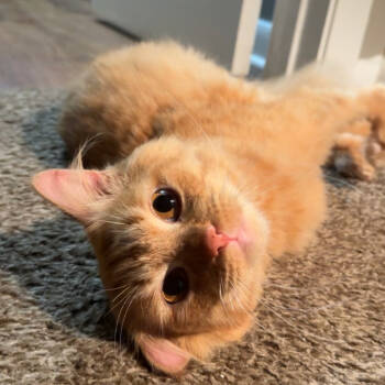 Rescue Domestic Medium Hair Cats for Adoption in Middleburg, Florida - Nubbins Joseph 27988 | PetCurious