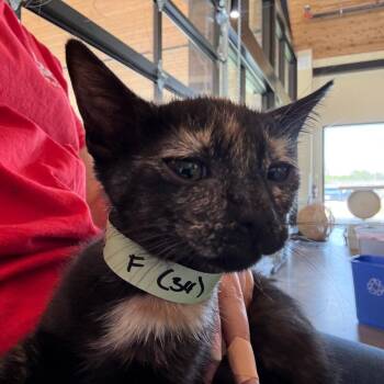 Tutti 3 -  Domestic Short Hair Cat for Adoption in Leander, Texas - Tutti 3 | PetCurious