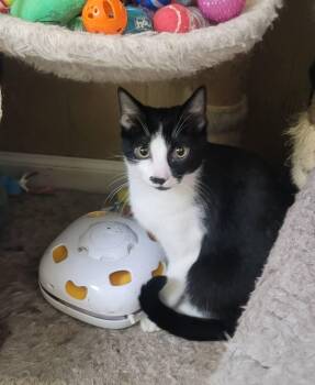 Domino -  American Shorthair Cat for Adoption in Tunica, Mississippi - Domino | PetCurious