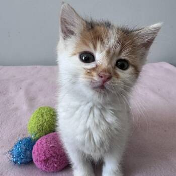 Domestic Short Hair Cats Available for Adoption in Merrifield, Virginia - Noodle Ramishvili | PetCurious
