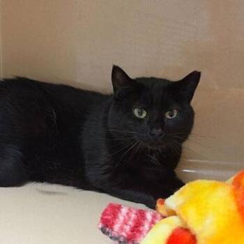 Domestic Short Hair Cats Available for Adoption in Elyria, Ohio - Tipsy | PetCurious