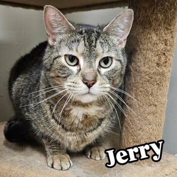 Rescue Domestic Short Hair Cats for Adoption in Rochester, New York - Jerry | PetCurious
