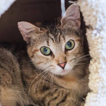 Manta -  Domestic Short Hair Cat for Adoption in Port Washington, New York - Manta | PetCurious