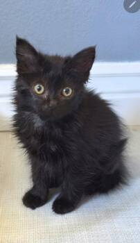 Nora -  Domestic Medium Hair Cat for Adoption in Campbell, California - Nora | PetCurious