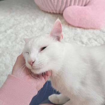 Tofu -  Domestic Short Hair Cat for Adoption in New Orleans, Louisiana - Tofu | PetCurious