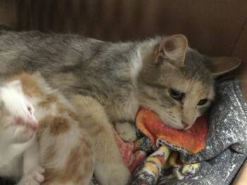 Domestic Short Hair Cats Available for Adoption in Thousand Palms, California - A1918095 | PetCurious