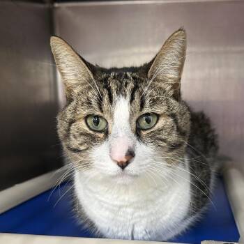 Damon -  Domestic Short Hair Cat for Adoption in Newark, New Jersey - Damon | PetCurious