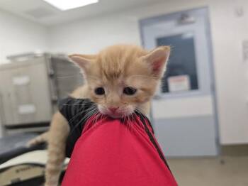 Domestic Short Hair Cats Available for Adoption in Fort Lauderdale, Florida - A2475469 | PetCurious