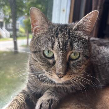 Lilac -  Tabby Cat for Adoption in Melrose, Massachusetts - Lilac | PetCurious