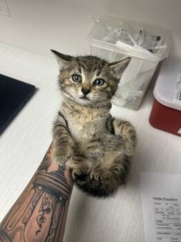 Lillith -  Domestic Short Hair Cat for Adoption in Greenfield, Indiana - Lillith | PetCurious
