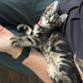 Vesper -  Domestic Short Hair Cat for Adoption in Evanston, Illinois - Vesper | PetCurious