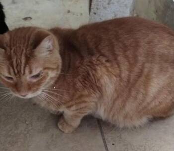 Domestic Short Hair Cats Available for Adoption - Stanley | PetCurious