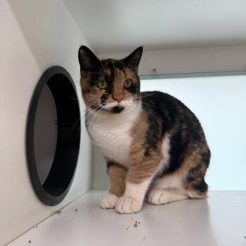 Rescue Domestic Short Hair Cats for Adoption in Branford, Connecticut - Linguini | PetCurious