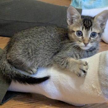 Cypress -  Domestic Short Hair Cat for Adoption in Liverpool, Texas - Cypress | PetCurious