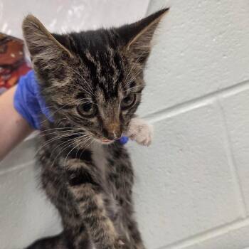 Gideon -  Domestic Short Hair Cat for Adoption in Chattanooga, Tennessee - Gideon | PetCurious