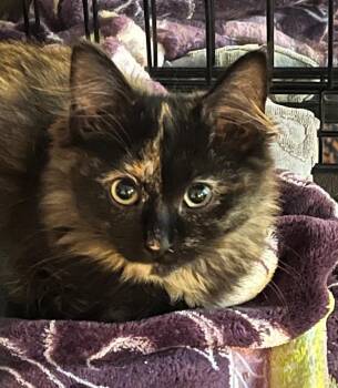 Lita -  Domestic Medium Hair Cat for Adoption in Newaygo, Michigan - Lita | PetCurious