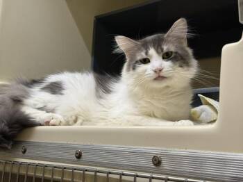 Igor -  Domestic Long Hair Cat Available for Adoption in Saranac Lake, New York - Igor | PetCurious
