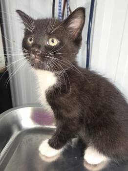 Domestic Short Hair Cats Available for Adoption in Simcoe, Ontario - Auliberty | PetCurious