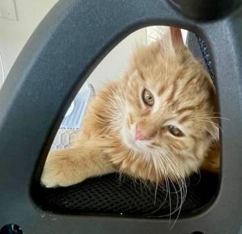 Everest (bonded with Vale) -  Tabby and Domestic Medium Hair Cat for Adoption in Vaughan, Ontario - Everest (bonded With Vale) | PetCurious
