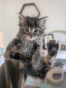 Domestic Medium Hair Cats Available for Adoption in Sacramento, California - Mystic  | PetCurious