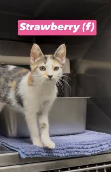 Domestic Short Hair and Calico Cats Available for Adoption in Montville, New Jersey - Strawberry  | PetCurious