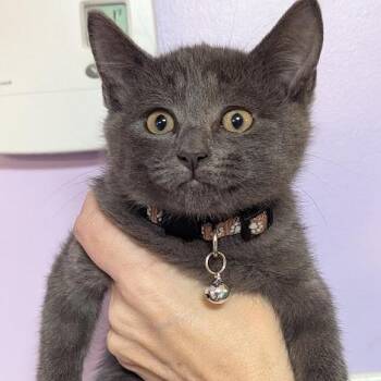 Connor Meowgor -  Domestic Short Hair and Russian Blue Cat for Adoption in Johnstown, Pennsylvania - Connor Meowgor | PetCurious