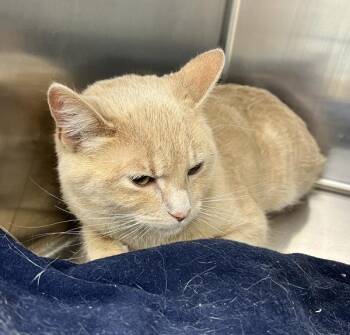 Domestic Short Hair Cats Available for Adoption - Zazu | PetCurious