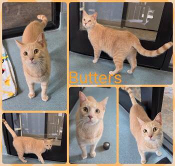 Butters -  Domestic Short Hair Cat for Adoption in Universal City, Texas - Butters | PetCurious