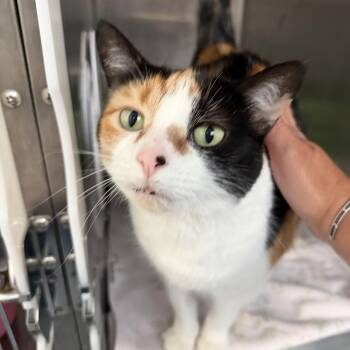 Brynn CM 0518 -  Calico Cat Available for Adoption - Brynn CM 0518 | PetCurious